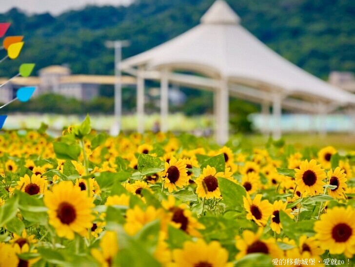 台北市中山區【2025台北賞花 樂遊趣】大佳河濱公園 向日葵花海金黃燦爛 紫色波斯菊花粉浪漫 自行車道自由行 親子共融遊戲區 愛就跟我一起快樂Go !