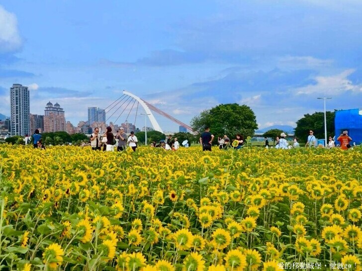 台北市中山區【2025台北賞花 樂遊趣】大佳河濱公園 向日葵花海金黃燦爛 紫色波斯菊花粉浪漫 自行車道自由行 親子共融遊戲區 愛就跟我一起快樂Go !