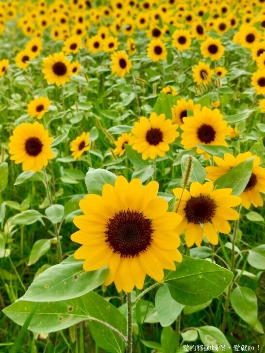 台北市中山區【2025台北賞花 樂遊趣】大佳河濱公園 向日葵花海金黃燦爛 紫色波斯菊花粉浪漫 自行車道自由行 親子共融遊戲區 愛就跟我一起快樂Go !