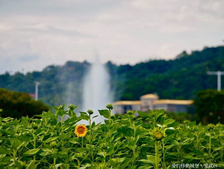 台北市中山區【2025台北賞花 樂遊趣】大佳河濱公園 向日葵花海金黃燦爛 紫色波斯菊花粉浪漫 自行車道自由行 親子共融遊戲區 愛就跟我一起快樂Go !