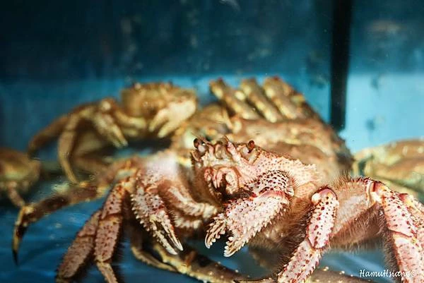 中山日本料理推薦首選！活體麵包蟹搭配十種豪華刺身全攻略。