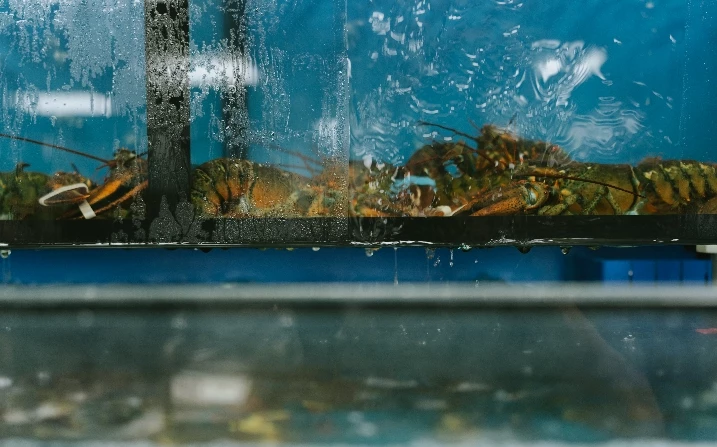 台中火鍋高CP值推薦！匠極緻鍋物A5和牛火鍋千元有找，再送帝王蟹二吃。