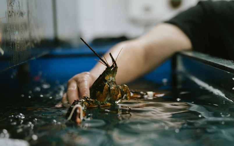 台中火鍋高CP值推薦！匠極緻鍋物A5和牛火鍋千元有找，再送帝王蟹二吃。