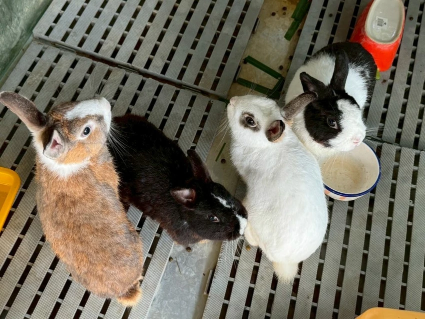 台中夜景餐廳推薦！鳥語花香泡腳邊賞百萬夜景，超萌小動物互動超療癒。