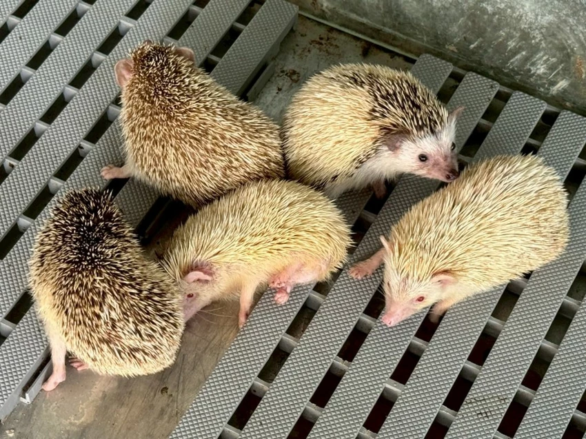 台中夜景餐廳推薦！鳥語花香泡腳邊賞百萬夜景，超萌小動物互動超療癒。