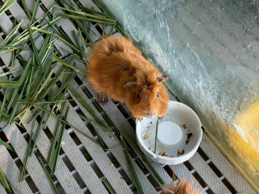 台中夜景餐廳推薦！鳥語花香泡腳邊賞百萬夜景，超萌小動物互動超療癒。