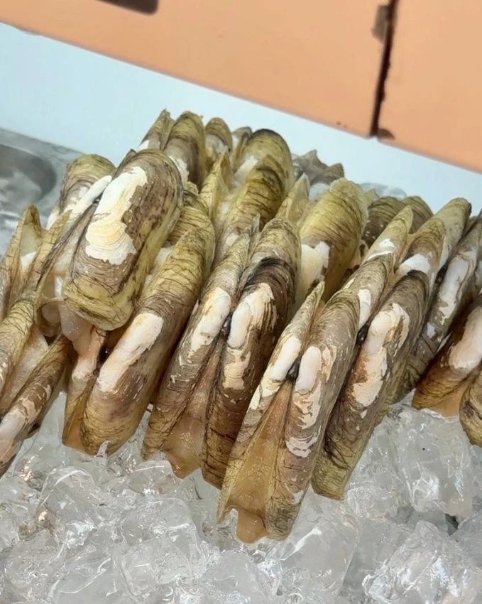 中壢火鍋吃到飽推薦!魔椒頂級鴛鴦鍋海鮮 A5和牛吃到飽,壽星再送龍蝦。