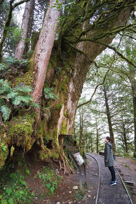 【宜蘭大同鄉景點美食】太平山11個必去秘境步道.地熱溫泉.必吃美食一次收集！