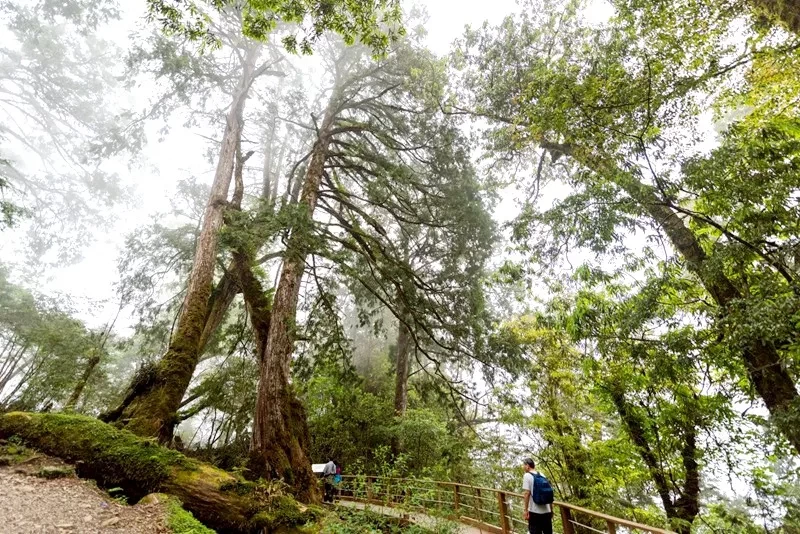 【宜蘭大同鄉景點美食】太平山11個必去秘境步道.地熱溫泉.必吃美食一次收集！