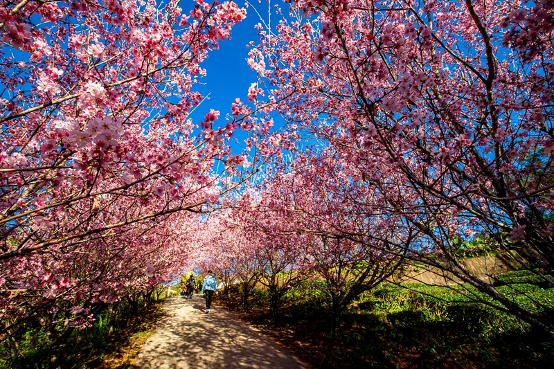 【宜蘭大同鄉景點美食】太平山11個必去秘境步道.地熱溫泉.必吃美食一次收集！