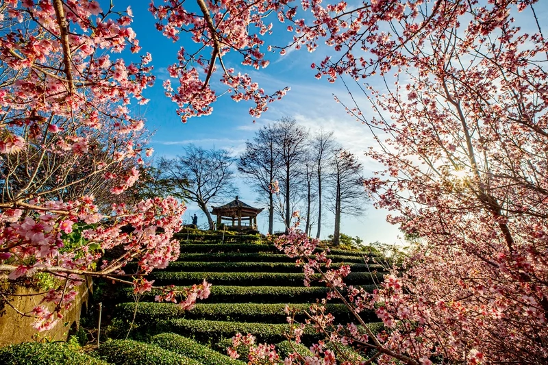 【宜蘭大同鄉景點美食】太平山11個必去秘境步道.地熱溫泉.必吃美食一次收集！