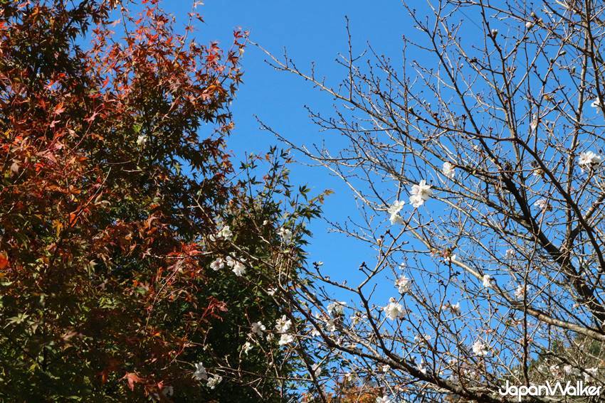 別府纜車 別府纜車