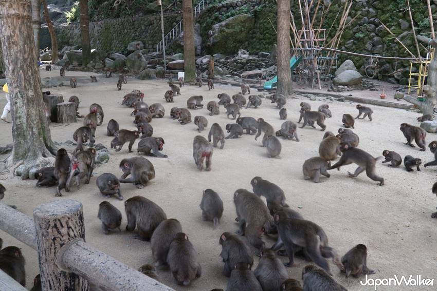 高崎山自然動物園 高崎山自然動物園