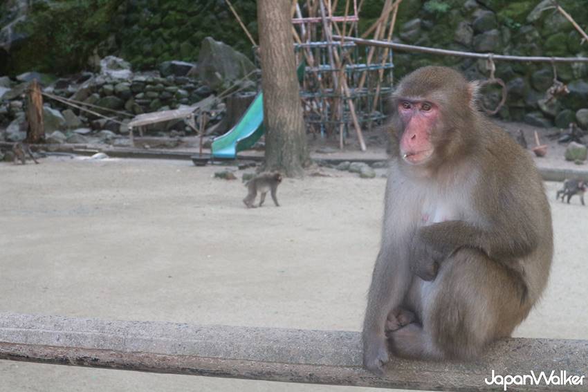高崎山自然動物園 高崎山自然動物園