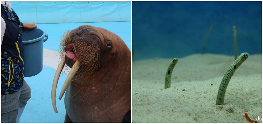 うみたまご うみたまご