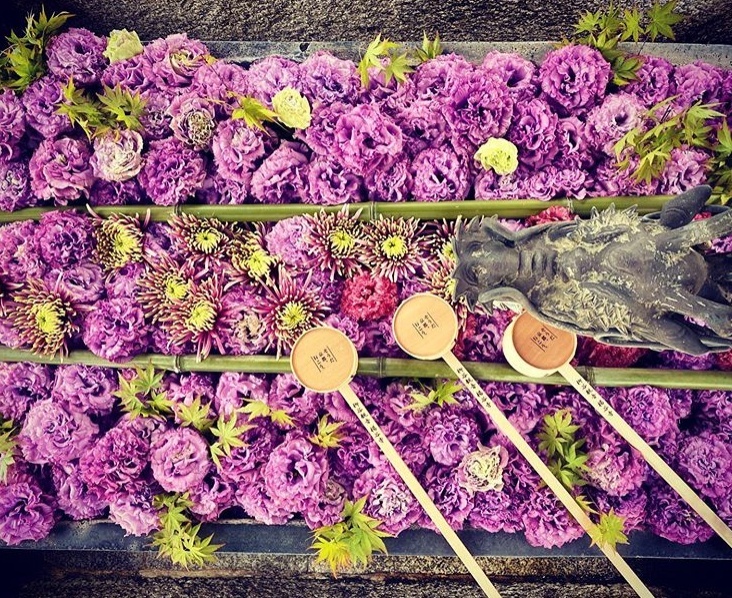 日本全國神社寺廟超好拍夢幻花手水大集合 繽紛花朵飄浮水面上讓人目炫神迷 感受四季自然之美 Japanwalker Taipeiwalker Walkerland