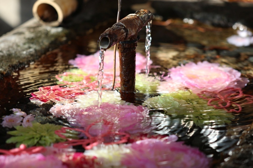 日本全國神社寺廟超好拍夢幻花手水大集合 繽紛花朵飄浮水面上讓人目炫神迷 感受四季自然之美 Japanwalker Taipeiwalker Walkerland