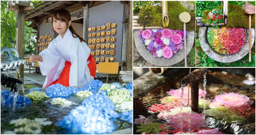 日本全國神社寺廟超好拍夢幻花手水大集合 繽紛花朵飄浮水面上讓人目炫神迷 感受四季自然之美 Japanwalker Taipeiwalker Walkerland