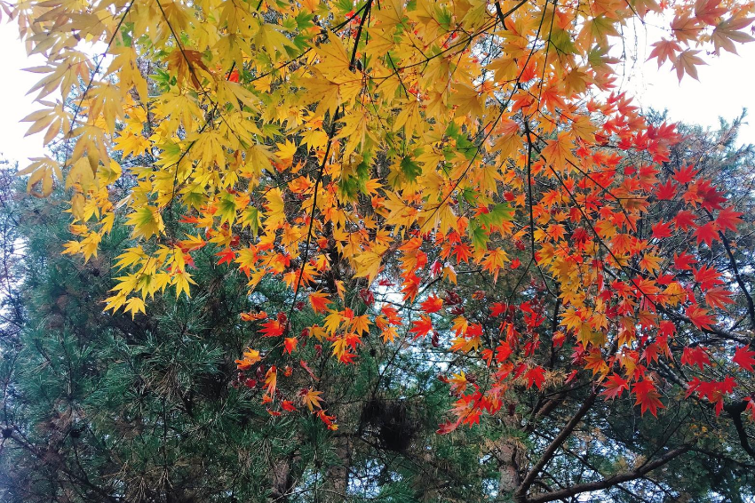 天皇也到這裡賞楓過 日本人才知道的賞楓名所 平林寺 去東京時不妨啟程到近郊欣賞這片愜意紅吧 Japanwalker Taipeiwalker Walkerland