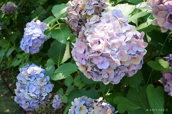 18東京 醉人的繡球花海盡收眼裡 上野公園 日本紫陽花季繡球花名所之一 Japanwalker Taipeiwalker Walkerland