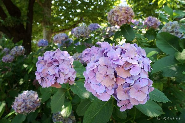 18東京 醉人的繡球花海盡收眼裡 上野公園 日本紫陽花季繡球花名所之一 Japanwalker Taipeiwalker Walkerland