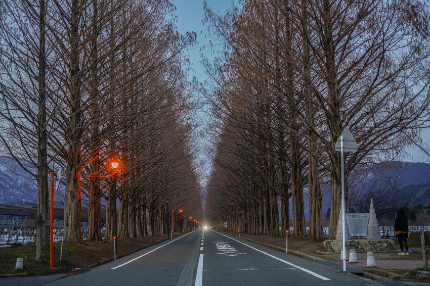 滋賀メタセコイア並木道x魔王滋賀高島市牧野水杉林蔭大道日本行道樹百景名選之一秘密景點內文有影點資訊 Japanbob Taipeibob Bobland
