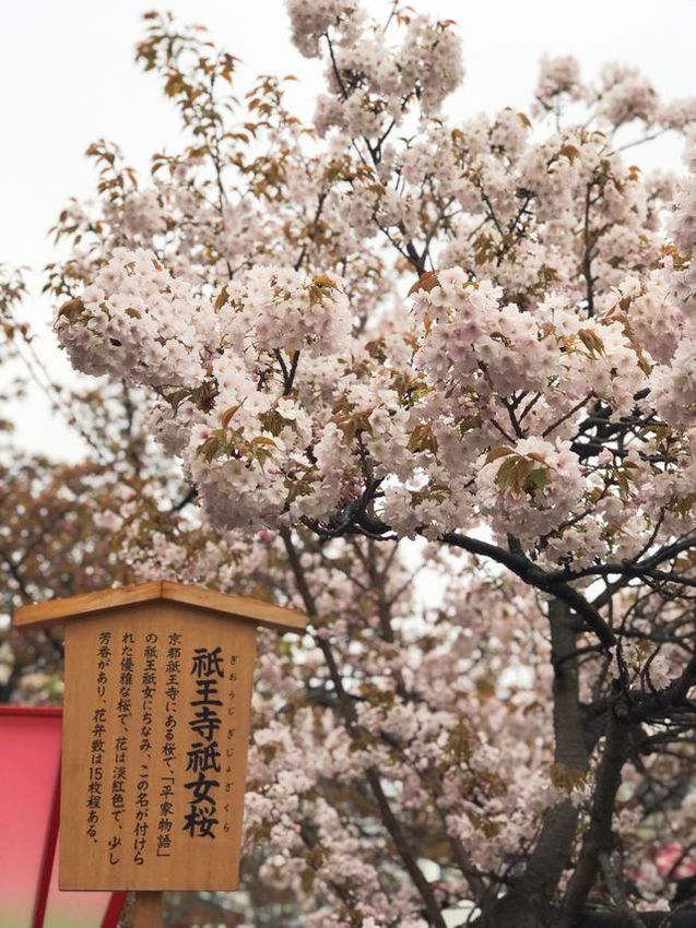 2019春大阪自由行】說走就走快閃大阪三天兩夜賞櫻小旅行行程總覽