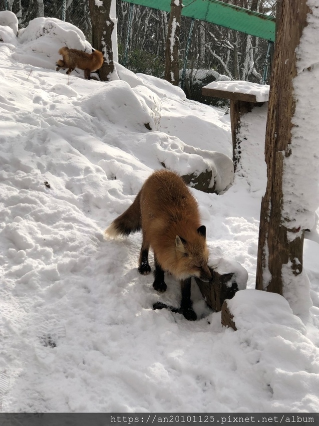 宮城親子遊 藏王狐狸村 Japanwalker Taipeiwalker Walkerland