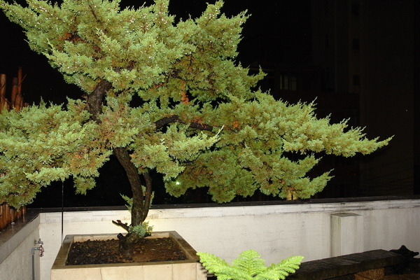 新竹美食周記(七)--東方軒(芙洛麗飯店)--最in的中餐廳--夢幻教堂現身&&&加映好口碑有質感的yummy中餐廳