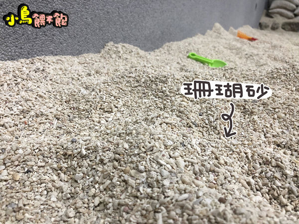 台南東區《台南民宿 黃色風箏yellowkite》溜滑梯民宿又一發！貼心親切服務周到，親子/寵物友善住宿推薦