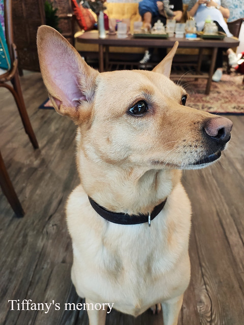 20191123納吉司印度紅茶店_191124_0049