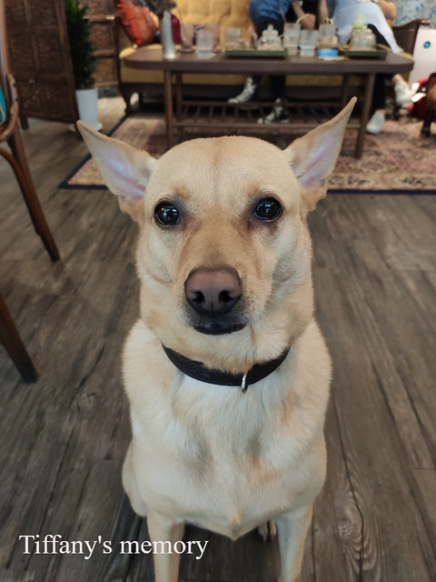 20191123納吉司印度紅茶店_191124_0050