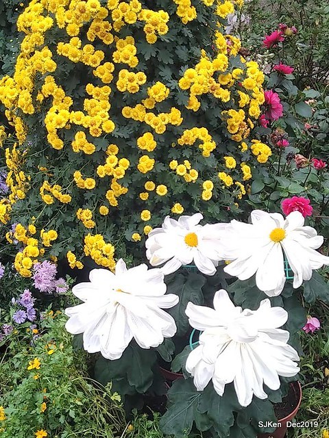 2019 chrysanthemum exhibition at Shulin Official residence, Taipei, Taiwan, Dec 4, 2019