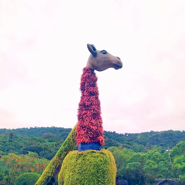 2019 chrysanthemum exhibition at Shulin Official residence, Taipei, Taiwan, Dec 4, 2019