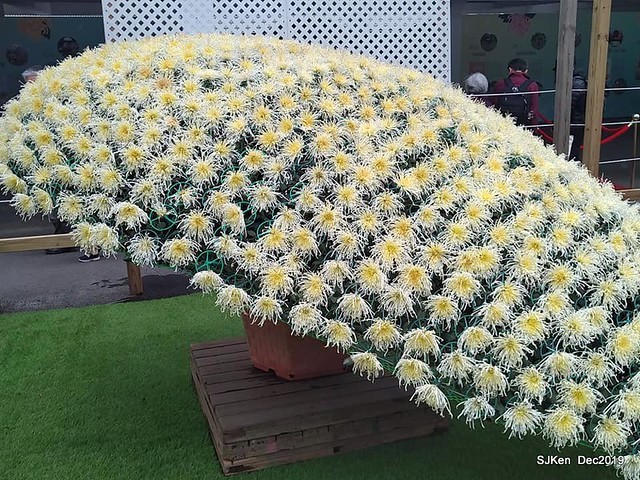 2019 chrysanthemum exhibition at Shulin Official residence, Taipei, Taiwan, Dec 4, 2019