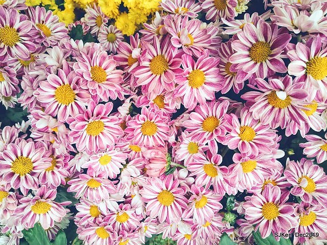 2019 chrysanthemum exhibition at Shulin Official residence, Taipei, Taiwan, Dec 4, 2019