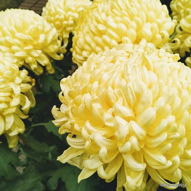 2019 chrysanthemum exhibition at Shulin Official residence, Taipei, Taiwan, Dec 4, 2019