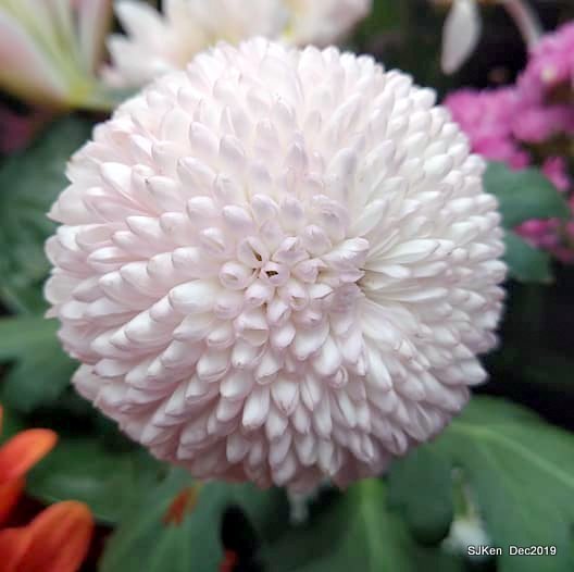 2019 chrysanthemum exhibition at Shulin Official residence, Taipei, Taiwan, Dec 4, 2019