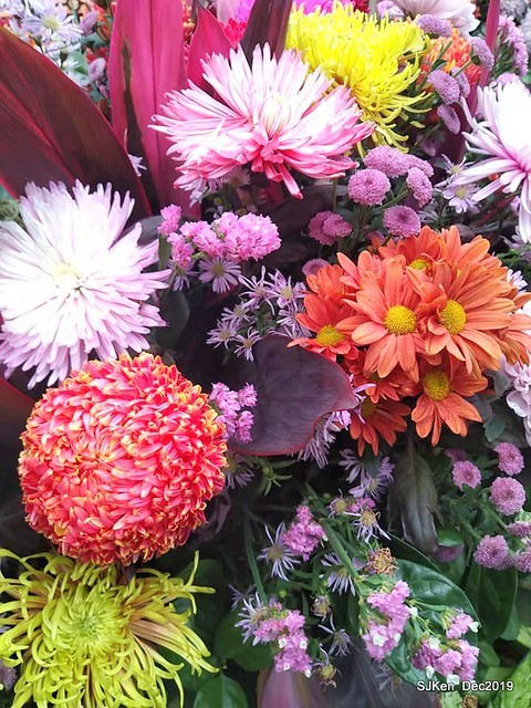 2019 chrysanthemum exhibition at Shulin Official residence, Taipei, Taiwan, Dec 4, 2019