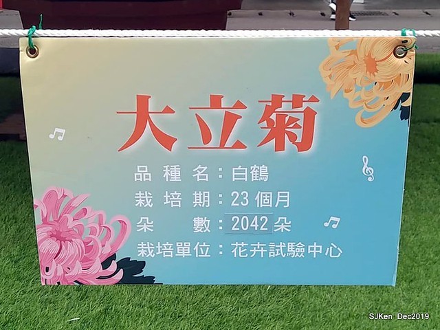 2019 chrysanthemum exhibition at Shulin Official residence, Taipei, Taiwan, Dec 4, 2019