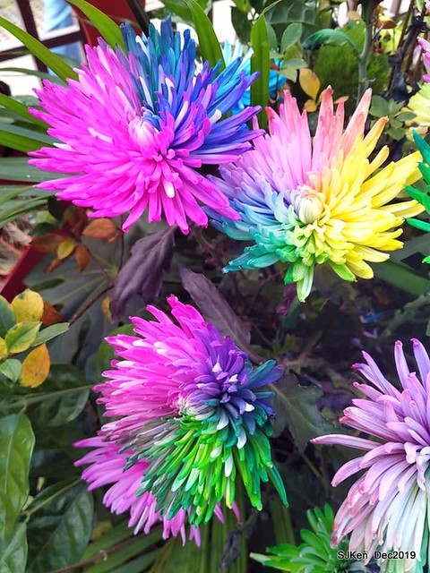 2019 chrysanthemum exhibition at Shulin Official residence, Taipei, Taiwan, Dec 4, 2019