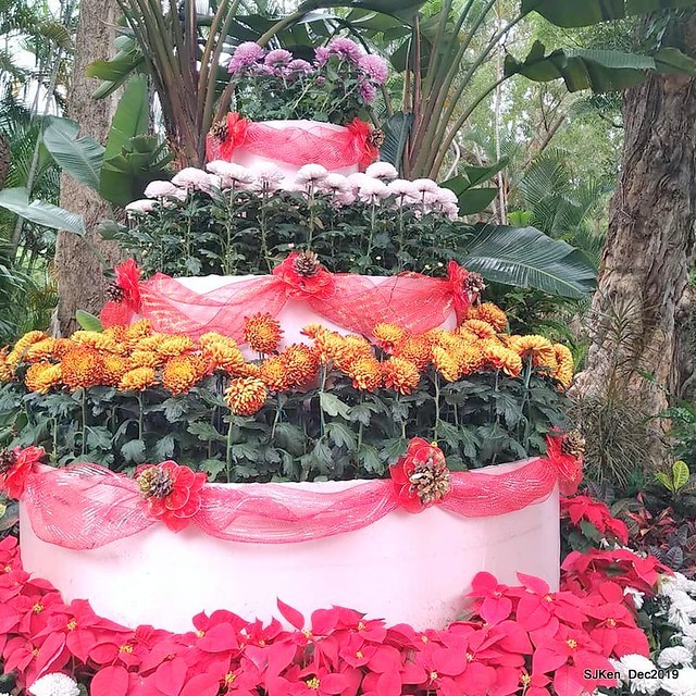 2019 chrysanthemum exhibition at Shulin Official residence, Taipei, Taiwan, Dec 4, 2019