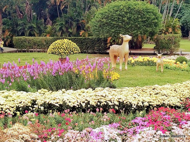 2019 chrysanthemum exhibition at Shulin Official residence, Taipei, Taiwan, Dec 4, 2019