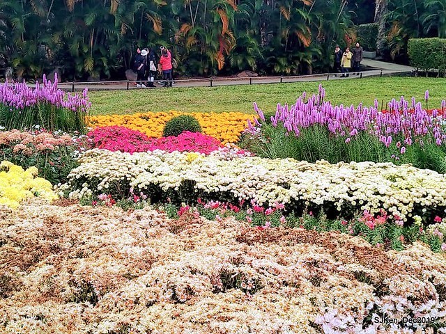2019 chrysanthemum exhibition at Shulin Official residence, Taipei, Taiwan, Dec 4, 2019