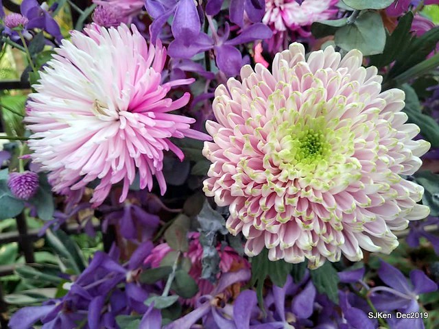 2019 chrysanthemum exhibition at Shulin Official residence, Taipei, Taiwan, Dec 4, 2019