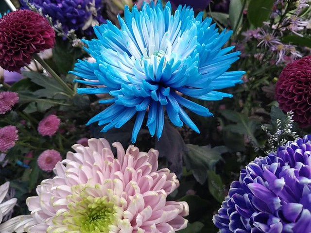 2019 chrysanthemum exhibition at Shulin Official residence, Taipei, Taiwan, Dec 4, 2019