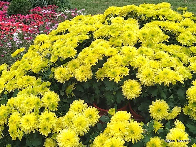 2019 chrysanthemum exhibition at Shulin Official residence, Taipei, Taiwan, Dec 4, 2019