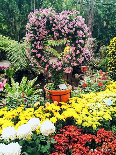 2019 chrysanthemum exhibition at Shulin Official residence, Taipei, Taiwan, Dec 4, 2019