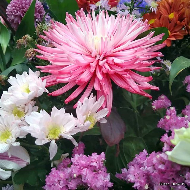 2019 chrysanthemum exhibition at Shulin Official residence, Taipei, Taiwan, Dec 4, 2019