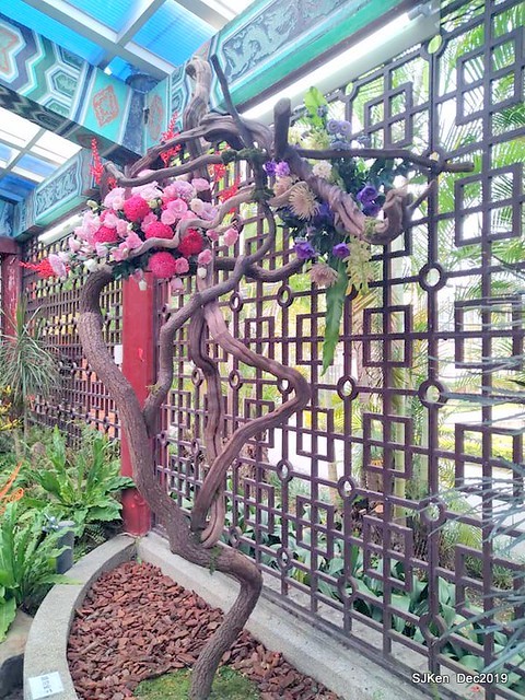 2019 chrysanthemum exhibition at Shulin Official residence, Taipei, Taiwan, Dec 4, 2019